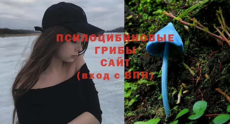 Галлюциногенные грибы Psilocybe  площадка состав  Пудож 